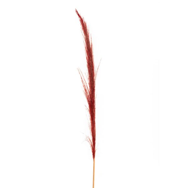 Pampas Κοκκινο Κλαδι 150Ek