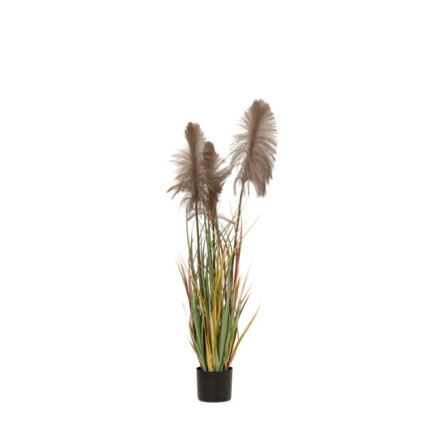 Φυτο Καφε Pampas Grass Χ3 Φ15Χ125Εκ Σε Μαυρη Πλαστικη Γλαστρα