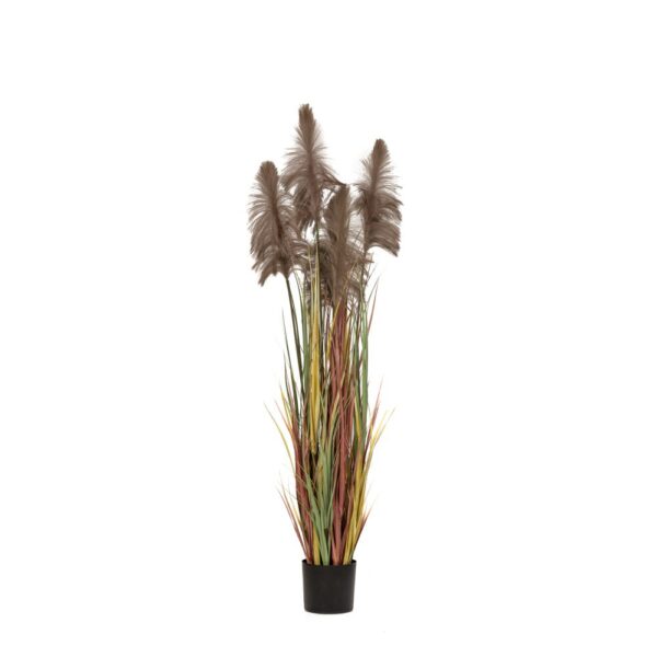 Φυτο Καφε Pampas Grass Χ3 Φ20Χ180Εκ Σε Μαυρη Πλαστικη Γλαστρα
