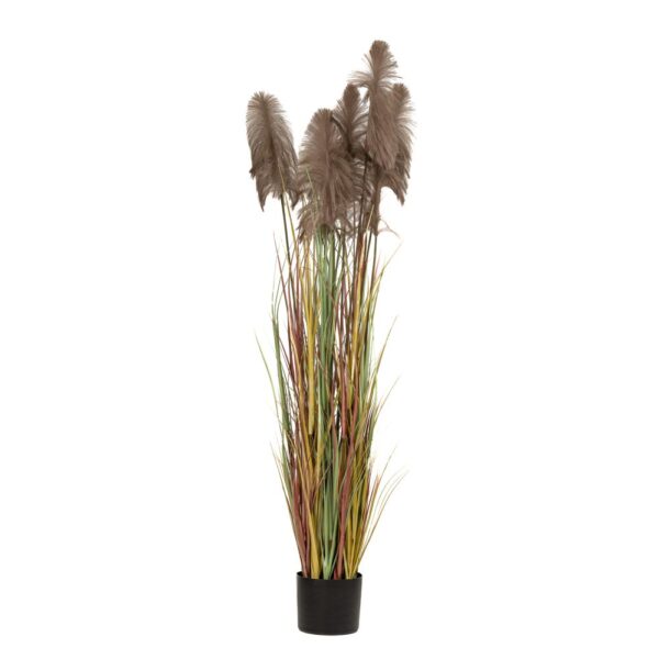 Φυτο Καφε Pampas Grass Χ3 Φ23Χ220Εκ Σε Μαυρη Πλαστικη Γλαστρα