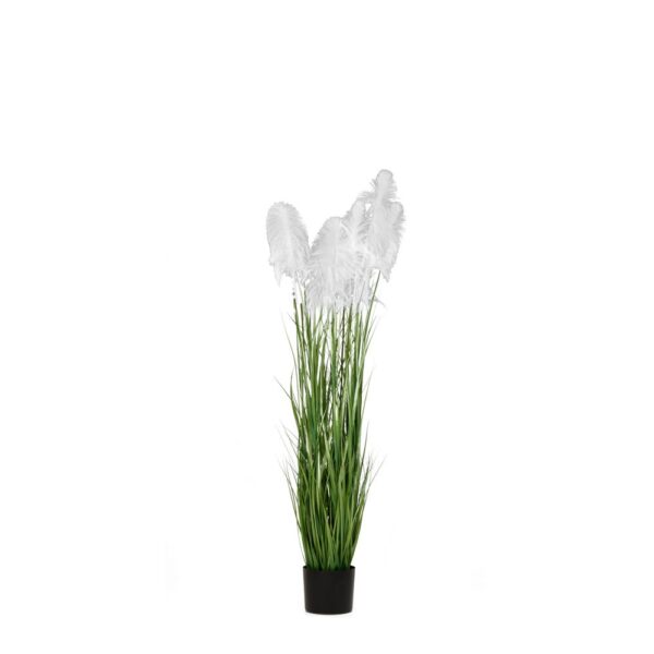 Φυτο Λευκο Pampas Grass Χ3 Φ15Χ125Εκ Σε Μαυρη Πλαστικη Γλαστρα
