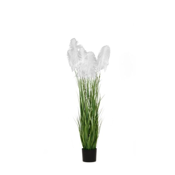 Φυτο Λευκο Pampas Grass Χ3 Φ20Χ180Εκ Σε Μαυρη Πλαστικη Γλαστρα