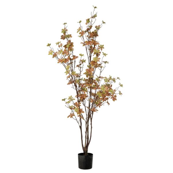 Φυτο Enkianthus Με 150 Φυλλα 120Εκ Σε Πλαστικο Κασπω Φ12.5Χ11.5Εκ